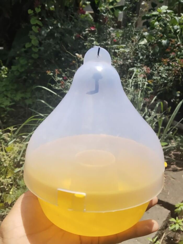 Pheronova fruit fly trap in the field